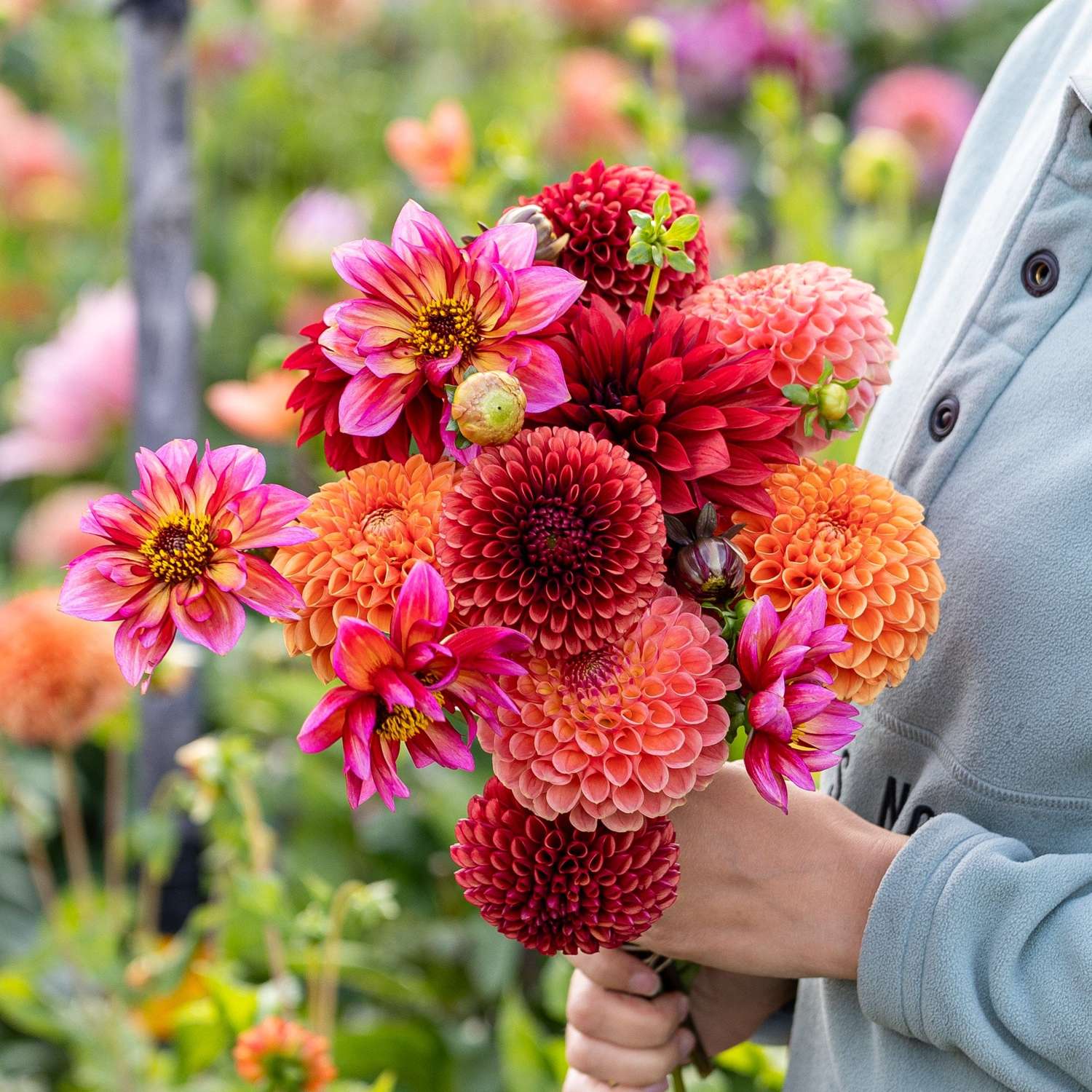 Dahlia mix 'Copper Cuddle'